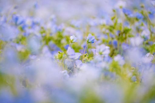 ネモフィラ ネモフィラ 瑠璃唐草,屋外,雲の写真素材