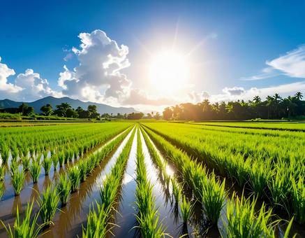 田んぼ　水田の写真