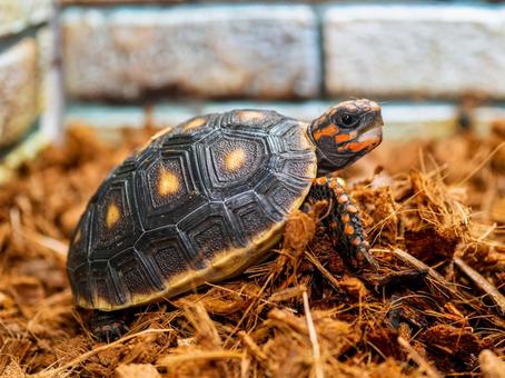 アカアシガメのアップ アカアシガメ,リクガメ,カメの写真素材