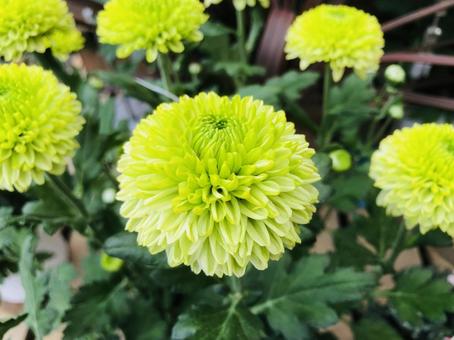 ピンポンマムの花 緑色 ピンポンマムの花 緑色 ピンポンマム,スプレーマムポンポン,花の写真素材