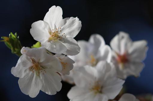 ソメイヨシノ ソメイヨシノ,花,花びらの写真素材