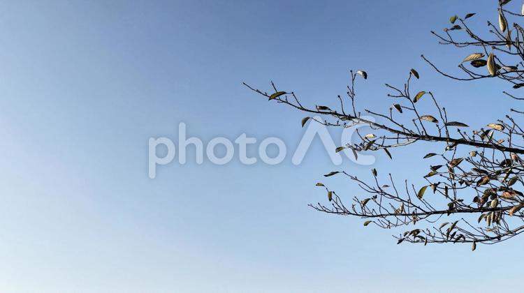 青空と冬の木 青空,冬空,木の写真素材