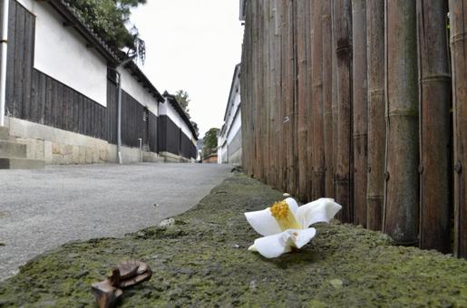 静寂の路地に咲く一輪の写真