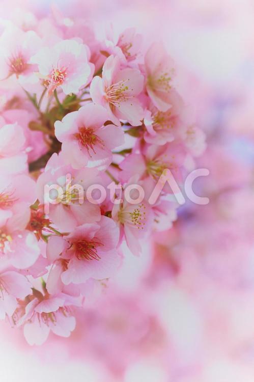 ファンタジックな桜で春のイメージ素材 桜,サクラ,空の写真素材