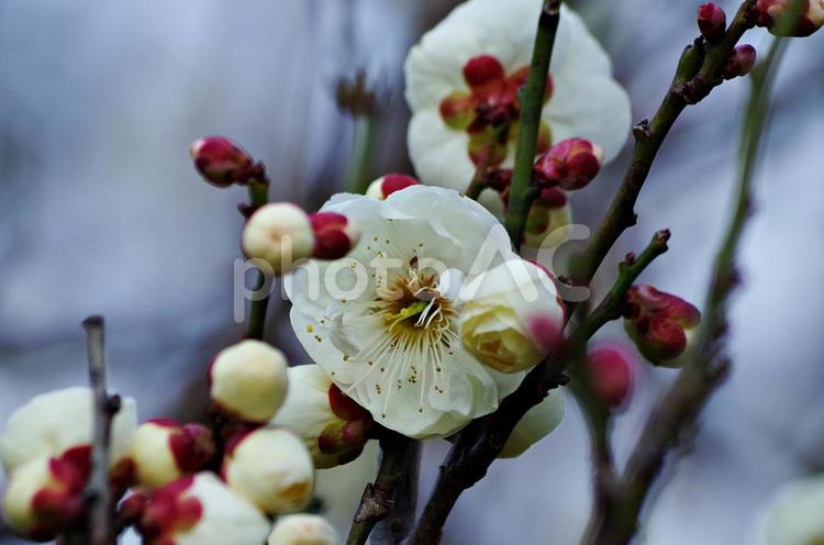 梅の花咲く季節 梅,紅梅,白梅の写真素材