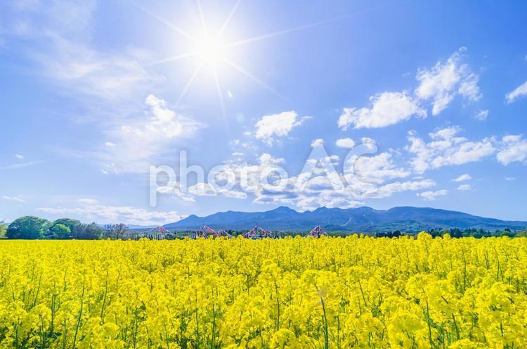 栃木県那須町　ハートフルファームの春 栃木県,那須町,スポットの写真素材