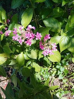 野の紫陽花 野の紫陽花 紫陽花,自然,野草の写真素材