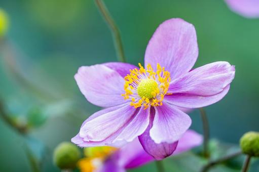 シュメイギク(ピンク)⑷ シュメイギク(ピンク)⑷ 花,シュメイギク,ピンクの写真素材