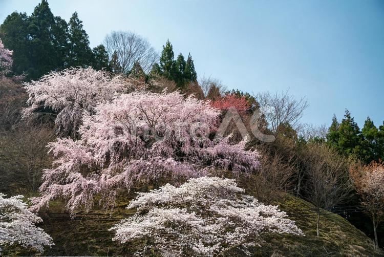 吉野、下千本の桜 吉野,下千本,桜の写真素材