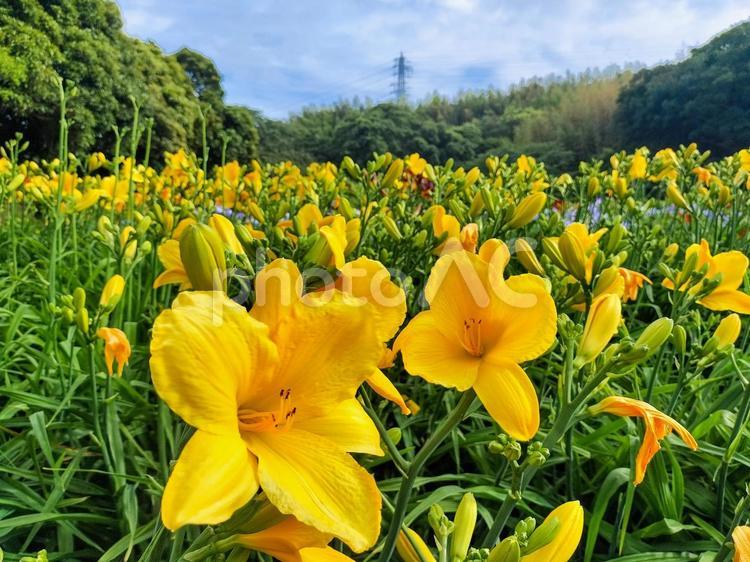 ヘメロカリスの花畑　横須賀しょうぶ園にて ヘメロカリス,花畑,横須賀しょうぶ園の写真素材