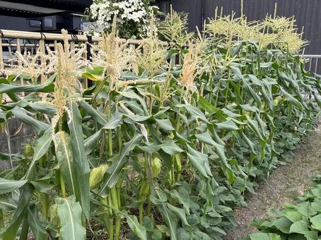 とうもろこし畑 とうもろこし,野菜,畑の写真素材