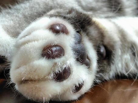 前足もこもこ ねこ,ネコ,手の写真素材