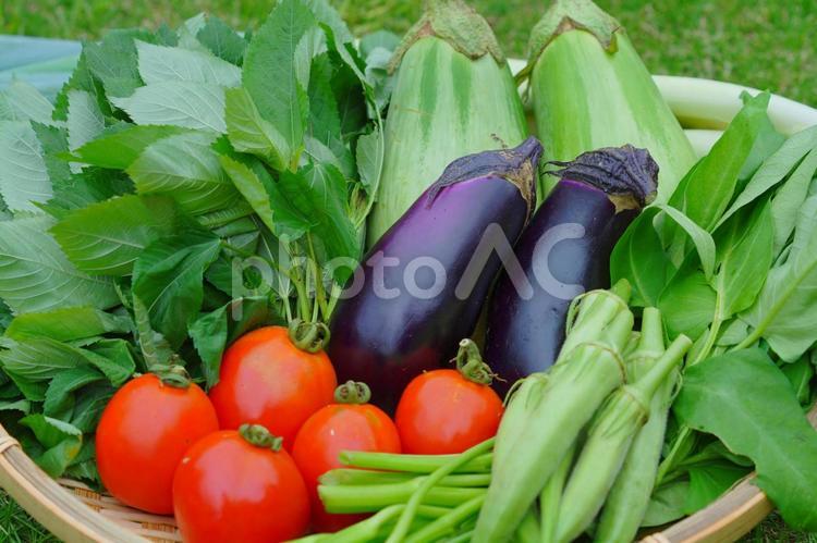 無農薬野菜　盛り合わせセット　トマト 無農薬野菜,野菜,無農薬の写真素材