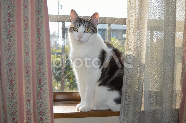 かっこいい猫　たろう サバトラ,レトロ,アップの写真素材