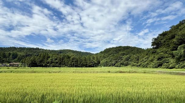 稲刈り間近な水田 稲刈り間近な水田 稲刈り,稲穂,稲の写真素材