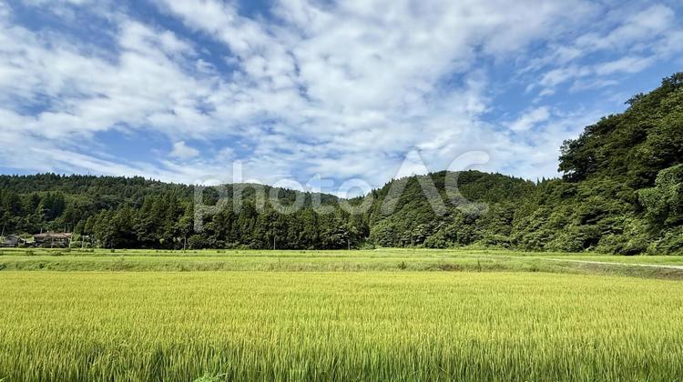 稲刈り間近な水田 稲刈り,稲穂,稲の写真素材