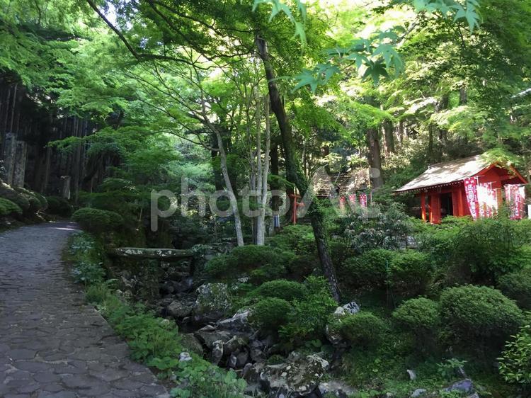 大分県　国東半島　新緑の両子山 木,風景,自然の写真素材