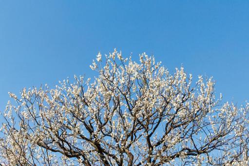 青空に映える満開の白梅 梅,迎春,白梅の写真素材