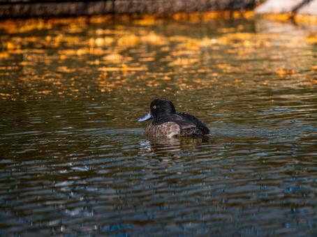 池を泳ぐキンクロハジロ 池を泳ぐキンクロハジロの写真