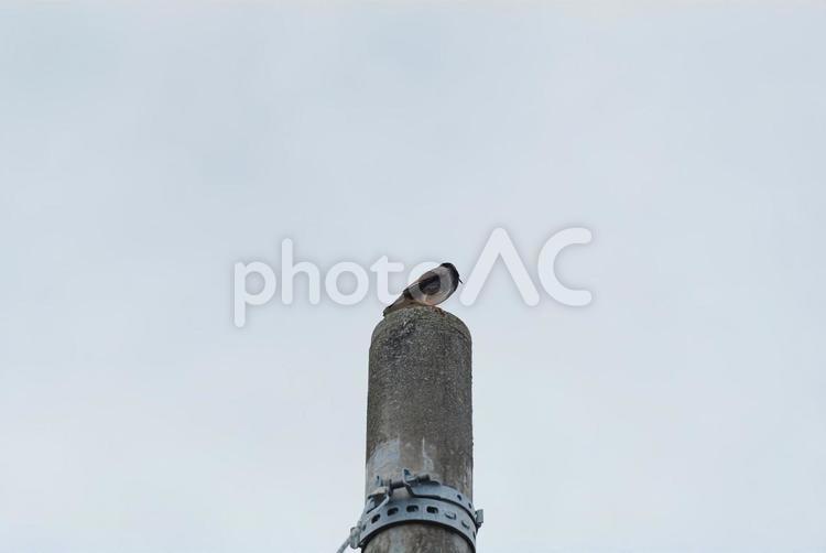電柱のてっぺんから辺りを見回すヒヨドリ ヒヨドリ,野鳥,鳥の写真素材