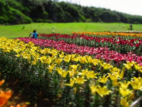 Lily field, JPG