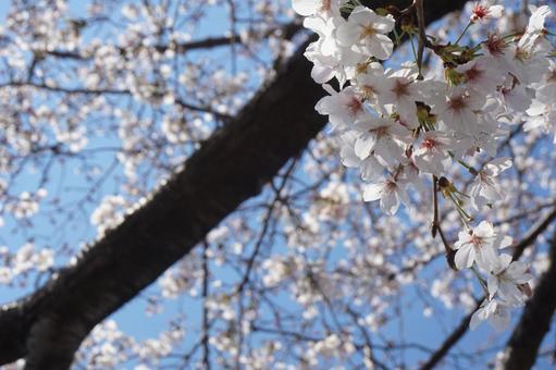 桜の写真
