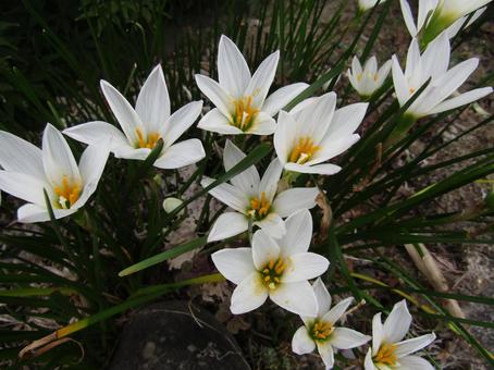 キバナタマスダレ キバナタマスダレ,ガーデニング,かわいいの写真素材