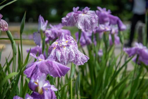 初夏の風景 花菖蒲8 初夏の風景 花菖蒲8の写真