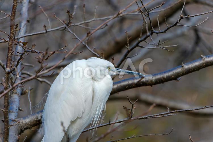 冬木立に佇むコサギ コサギ,鳥,白の写真素材