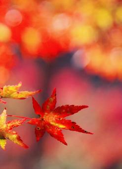 Momiji/autumn leaves 3, maple, maple, red, JPG