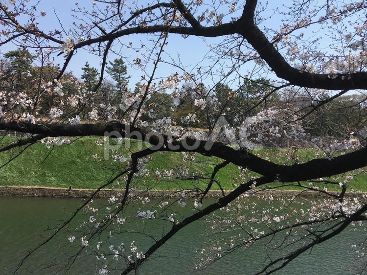 桜とお堀 桜,満開,ピンクの写真素材