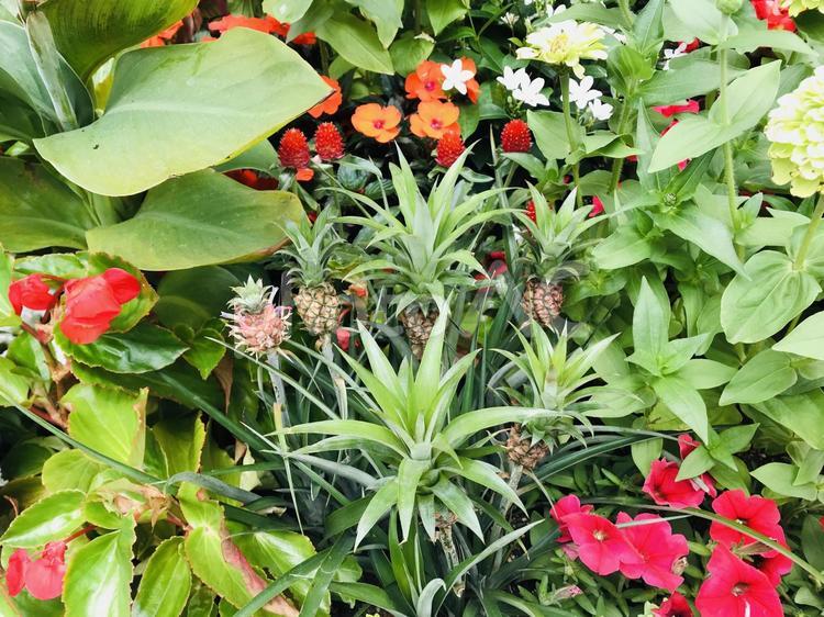 ガーデニング寄せ植え・パイナップルみたい７月の花 ガーデニング,寄せ植え,赤い花の写真素材