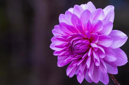 色鮮やかなダリアの接写の写真