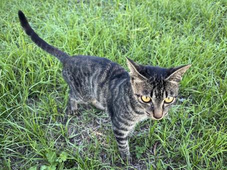 草むらにいた野良猫9 草むらにいた野良猫9の写真