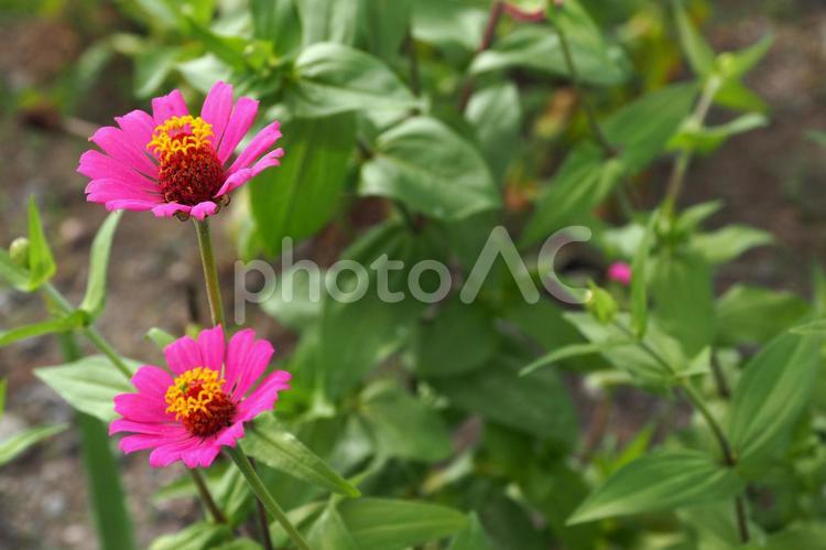 ジニアヒャクニチソウ ジニア,ヒャクニチソウ,百日草の写真素材