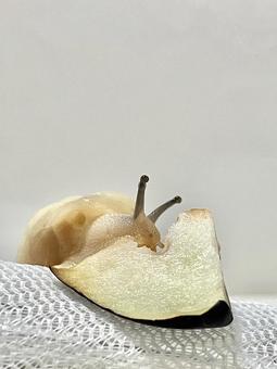 茄子を食べるコハクオナジマイマイ 茄子を食べるコハクオナジマイマイの写真