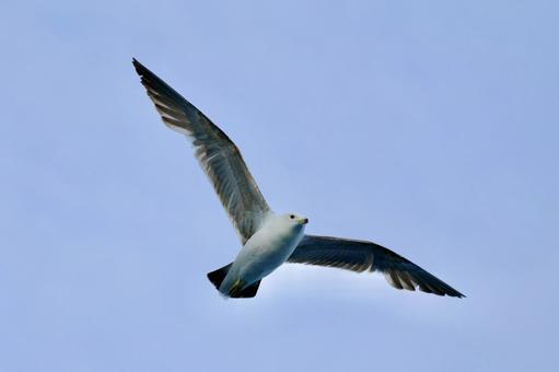 空と鳥 空と鳥の写真