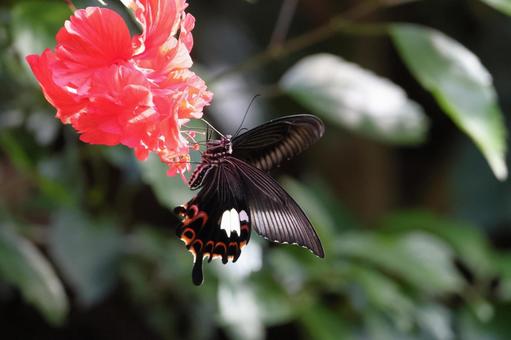 吸蜜するモンキアゲハ やんばるの森 吸蜜するモンキアゲハ やんばるの森の写真