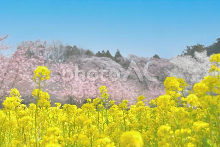 桜と菜の花(青空合成) 春,花,サクラの写真素材