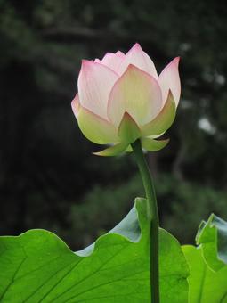 When the lotus buds bloom, JPG When the lotus buds bloom, JPG