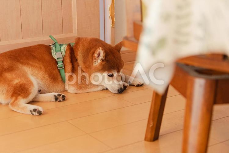 くつろいで寝る気満々の柴犬 柴犬,しばいぬ,日本犬の写真素材