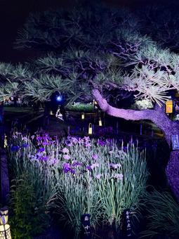 夜の堀切菖蒲園　ライトアップされる花菖蒲 堀切菖蒲園,5月,菖蒲の写真素材