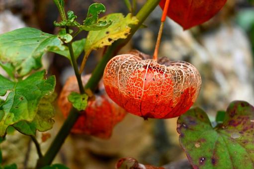 鬼灯２ 鬼灯,ホオズキ,秋の写真素材