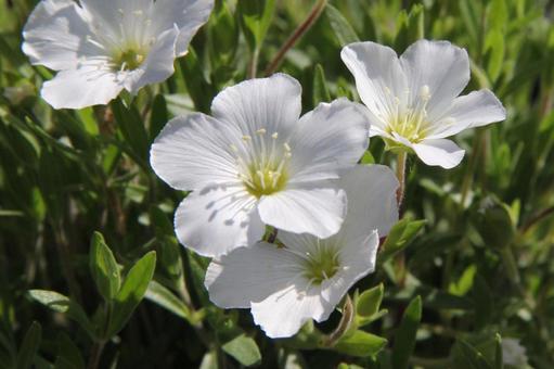 Photo, arenaria montana, a flower, macro, 