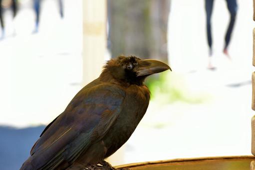 カラス カラスの写真