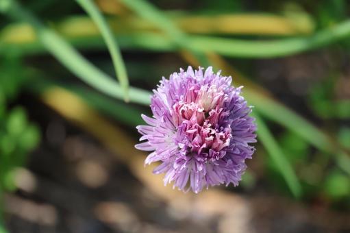 ピンクの花びらのチャイブの花のアップ ピンク,花びら,チャイブの写真素材