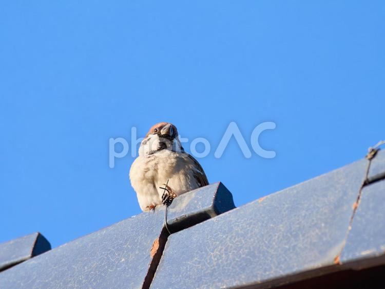 青空背景の屋根の上の１羽の雀を見上げる 雀,スズメ,鳥の写真素材