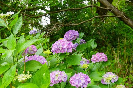 Colorful hydrangeas bloom in June, JPG Colorful hydrangeas bloom in June, JPG