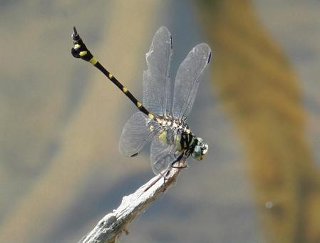 【昆虫写真】ウチワヤンマ(団扇蜻蜒) 【昆虫写真】ウチワヤンマ(団扇蜻蜒)の写真