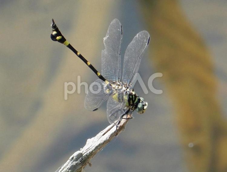 【昆虫写真】ウチワヤンマ（団扇蜻蜒） ウチワヤンマ,団扇蜻蜒,蜻蛉の写真素材
